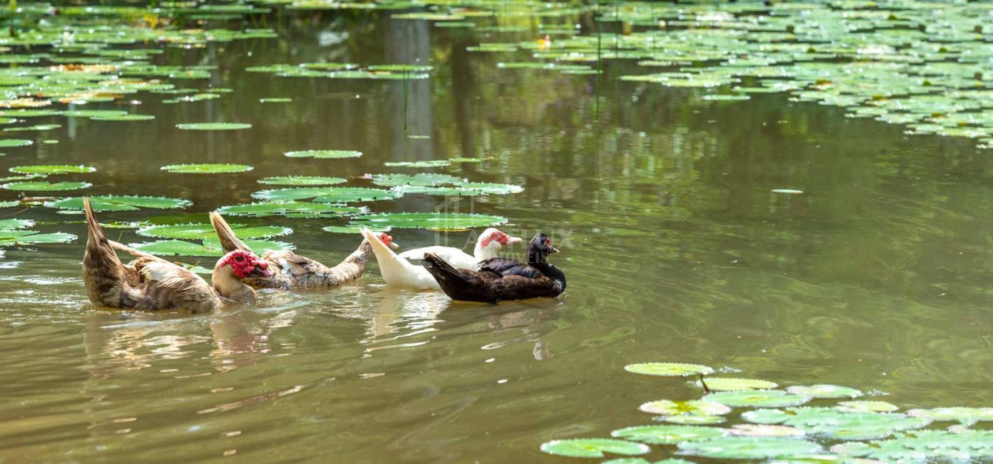 Terreno, 1235 m² - Foto 7